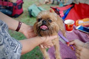 Brussels Griffon Grooming | Hypoallergenic Dog