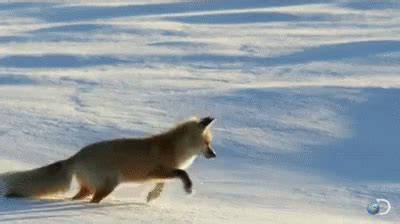 Fox Vs Snow GIF - Fox Stuck Snow - Discover & Share GIFs