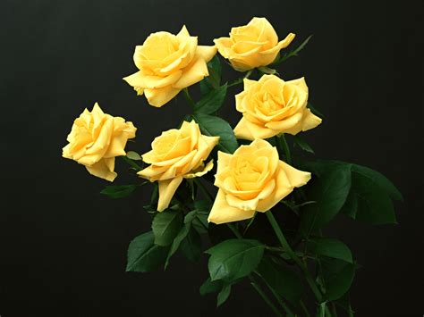 Six yellow roses, Flowers wallpapers and images - wallpapers, pictures, photos