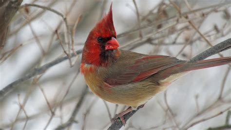 A Rare Bird Indeed: A Cardinal That’s Half Male, Half Female - The New York Times