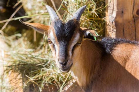 Sable Goat Breed: Traits, Health & Feeding - The Happy Chicken Coop