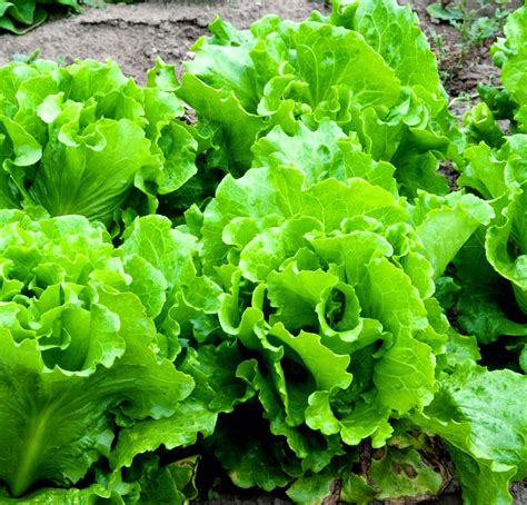 How To Grow Lettuce | Lettuce Growing Tips ~ Aquaponics And Hydroponics Systems