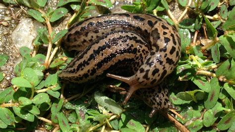 The Double Life of the Slimy, Acrobatic Leopard Slug - The New York Times