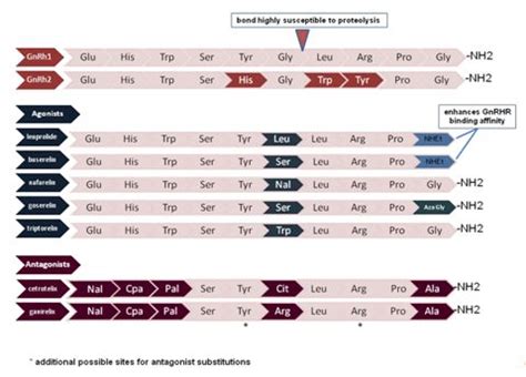 Gonadotropin-releasing Hormone (GnRH) and the GnRH Receptor (GnRHR) | GLOWM