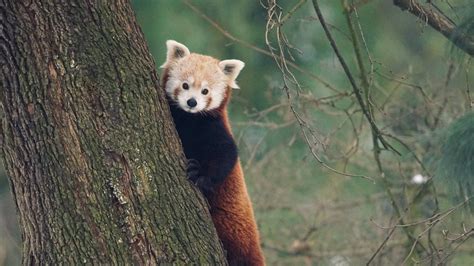 What Red Pandas in Zoos Need to Feel Comfortable - Red Pandazine