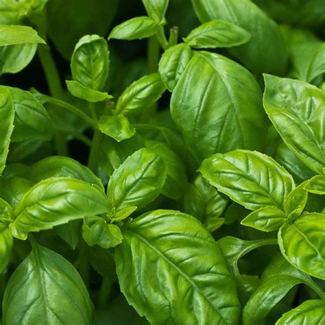 Culinary Herbs Basil – Global Food Corridors