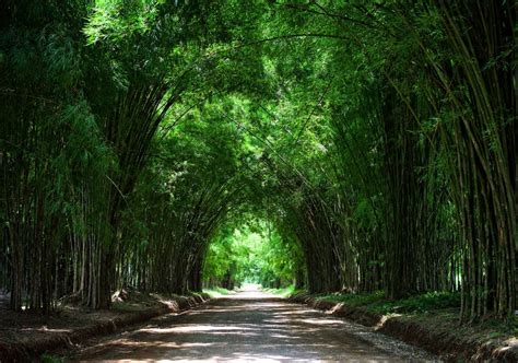 Tunnel bamboo tree by Prin - VIEWBUG.com