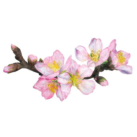 Premium Photo | Watercolor illustration cherry blossom branch on a ...