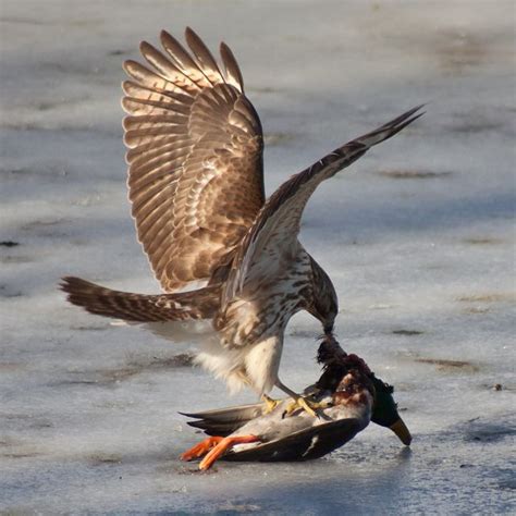 Red-tailed Hawk with Prey (Mallard) CT Wildlife | Red tailed hawk, Pet birds, Prey