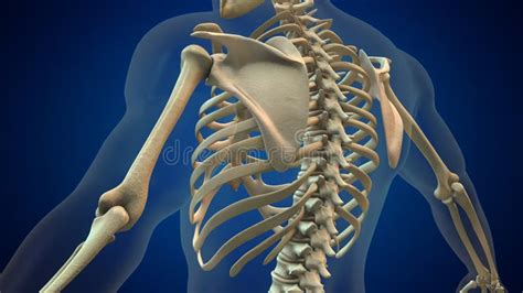 Human Rib Cage 3D Illustration Stock Illustration - Illustration of anatomy, thoracic: 281721696