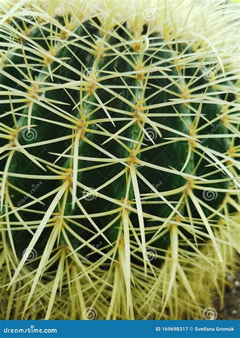 Cactus Needles Close-up. Plants of the Desert. Houseplant Stock Image - Image of green, design ...