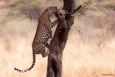 Leopard climbing tree