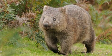 HELLO. I'm a wombat, and I poop in cubes because I'm an evolutionary mystery. | Wombat ...