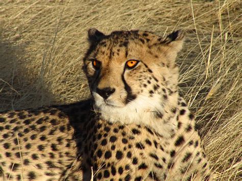 File:Namibian Cheetah.jpg - Simple English Wikipedia, the free encyclopedia