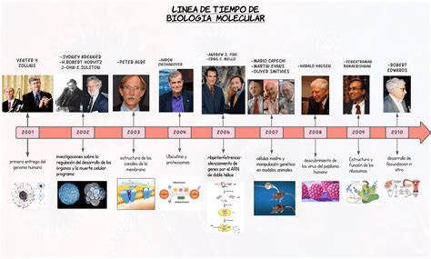 Linea Del Tiempo Biologia Molecular Definicion De Responsabilidad - IMAGESEE