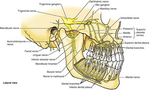 Nerve supply for all teeth dental surgery local anesthesia | Nerve ...