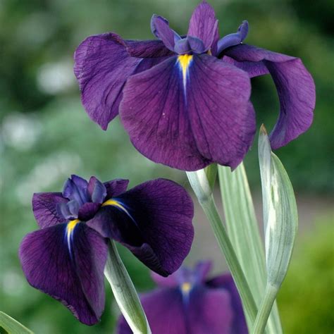 Buy Japanese water iris Iris ensata 'Variegata'