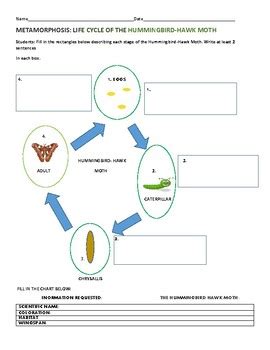 Hummingbird Moth Life Cycle