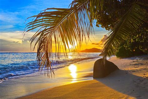 Pictures Beach Sea Nature Palms