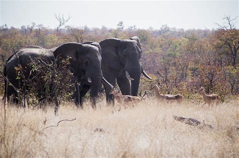 Elephants At Kruger National Park by Fernando Vazquez Miras