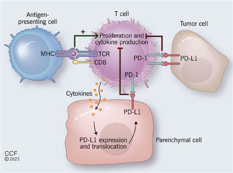 Yervoy Mechanism Of Action