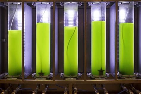 Bioreactors on a Chip Renew Promises for Algal Biofuels