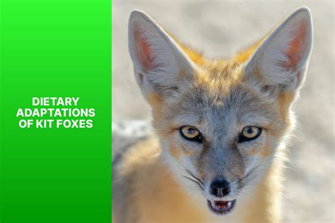 Discover 7 Remarkable Kit Fox Adaptations and Their Survival Strategies - FoxAuthority