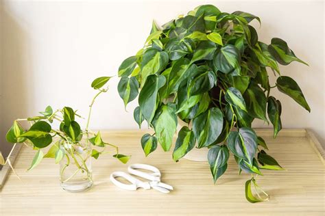 How to Propagate a Trailing Philodendron