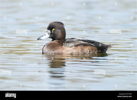 Female Tufted Duck Stock Photo - Alamy