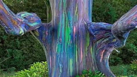 Natural wonders - Rainbow eucalyptus - YouTube