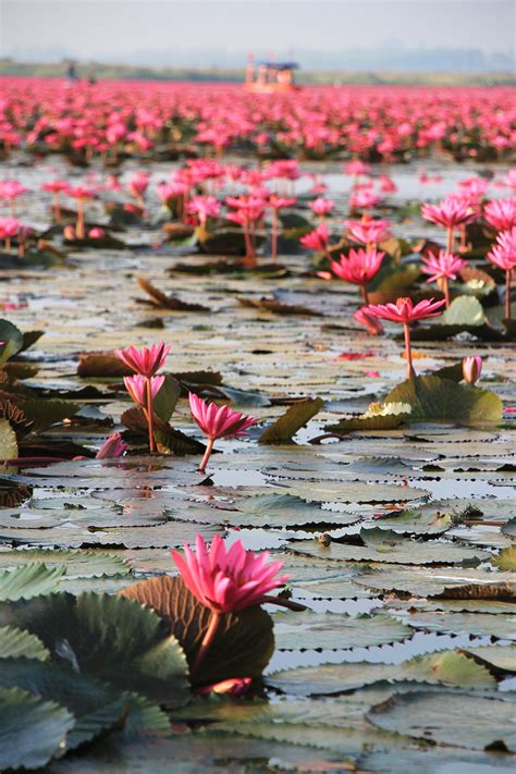 Red Lotus Sea, Udon Thani | Float on a Lake with a Million Pink Flowers