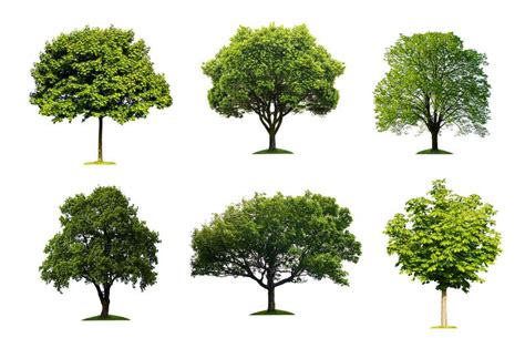 Tree Identification Guide With Simple Steps | LoveToKnow