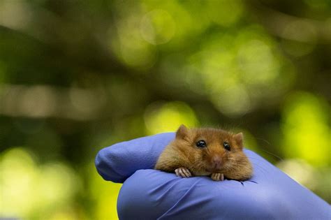 Hazel dormice reintroduced into Derbyshire woodland | indy100