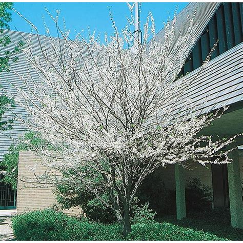 5.5-Gallon White Eastern Redbud Flowering Tree in Pot (With Soil) (L4676) at Lowes.com