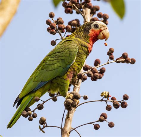 Cuban Parrot | Endangered Bird | Passerine