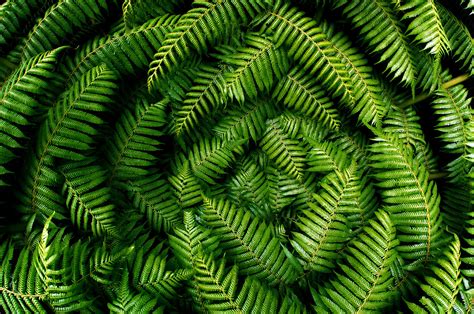 New Zealand Tree Fern Fronds | New Zealand has around 146 sp… | Flickr