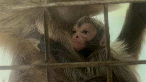 Beardsley Zoo welcomes first onsite spider monkey birth in decades