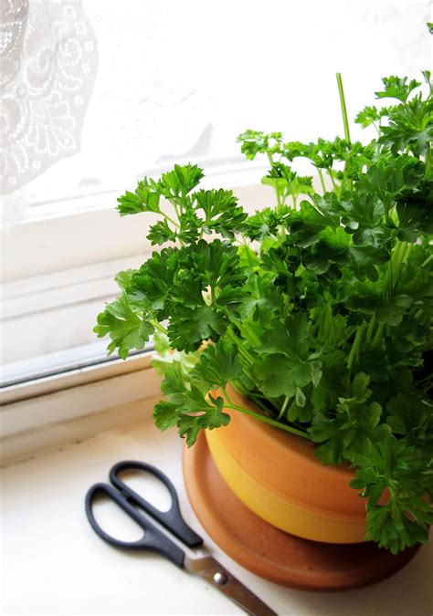 What herbs grow best in the kitchen? 5 flavor-packed plants | Livingetc