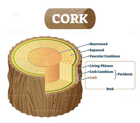 Cork as natural material cross section labeled structure vector illustration Adobe, Open Fonts ...