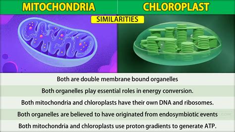 Similarities Between Mitochondria and Chloroplast - Rajus Biology