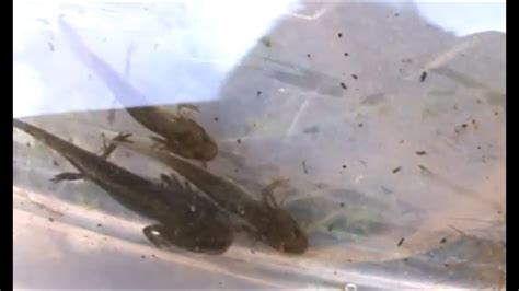 Alpine Newt Larvae and Smooth Newt Larvae - Winter Herping Germany 2013 - YouTube