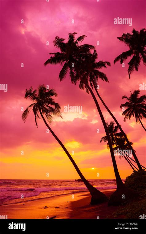 Tropical sunset beach palm trees silhouettes landscape Stock Photo - Alamy