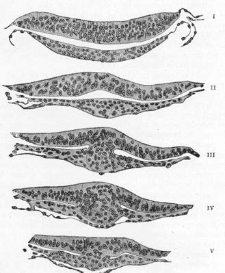 Gray's Anatomy - Embryonic disc - histology illustration