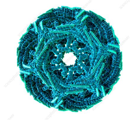 Clathrin Cage, Molecular Model - Stock Image - F031/9047 - Science Photo Library