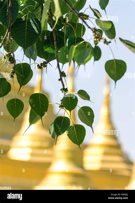 Sacred fig leaves with the temple background Stock Photo - Alamy