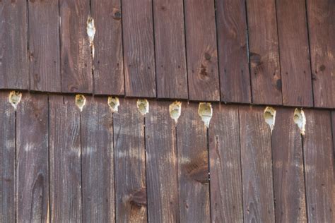 Repair and Prevent Woodpecker Damage to Your Home’s Exterior