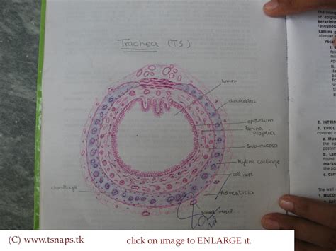 Histology Slides Database: histological diagram of transverse section of trachea