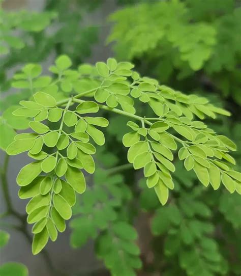 Moringa: The Underrated Superfood