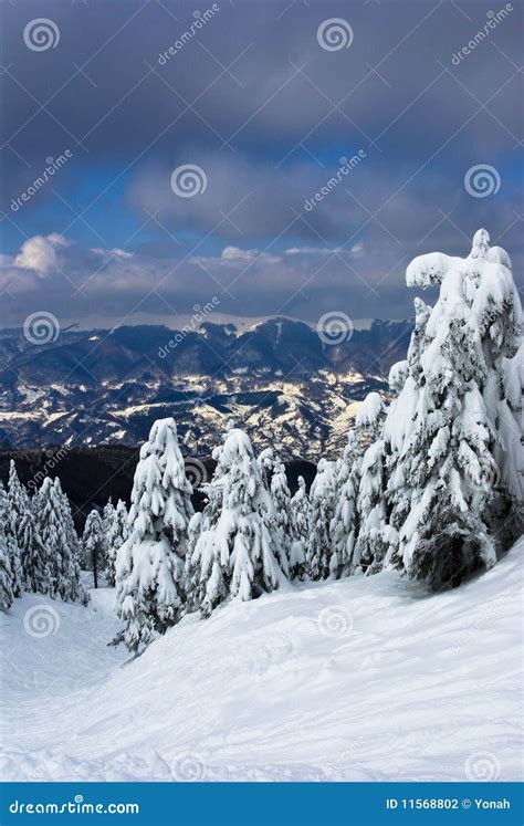 Snowy Mountains and Pine Trees Stock Illustration - Illustration of ...