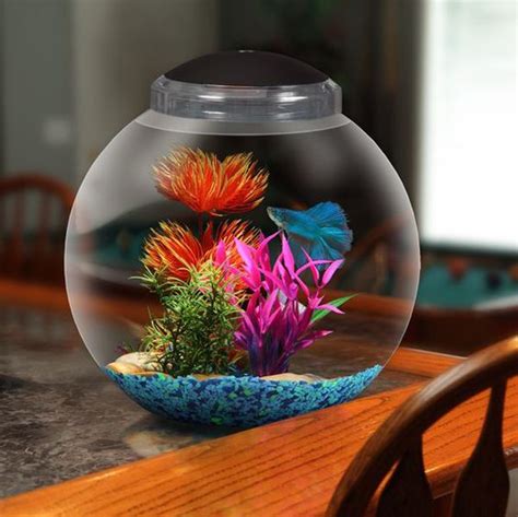 cool betta fish tank ideas - Nicky Larose